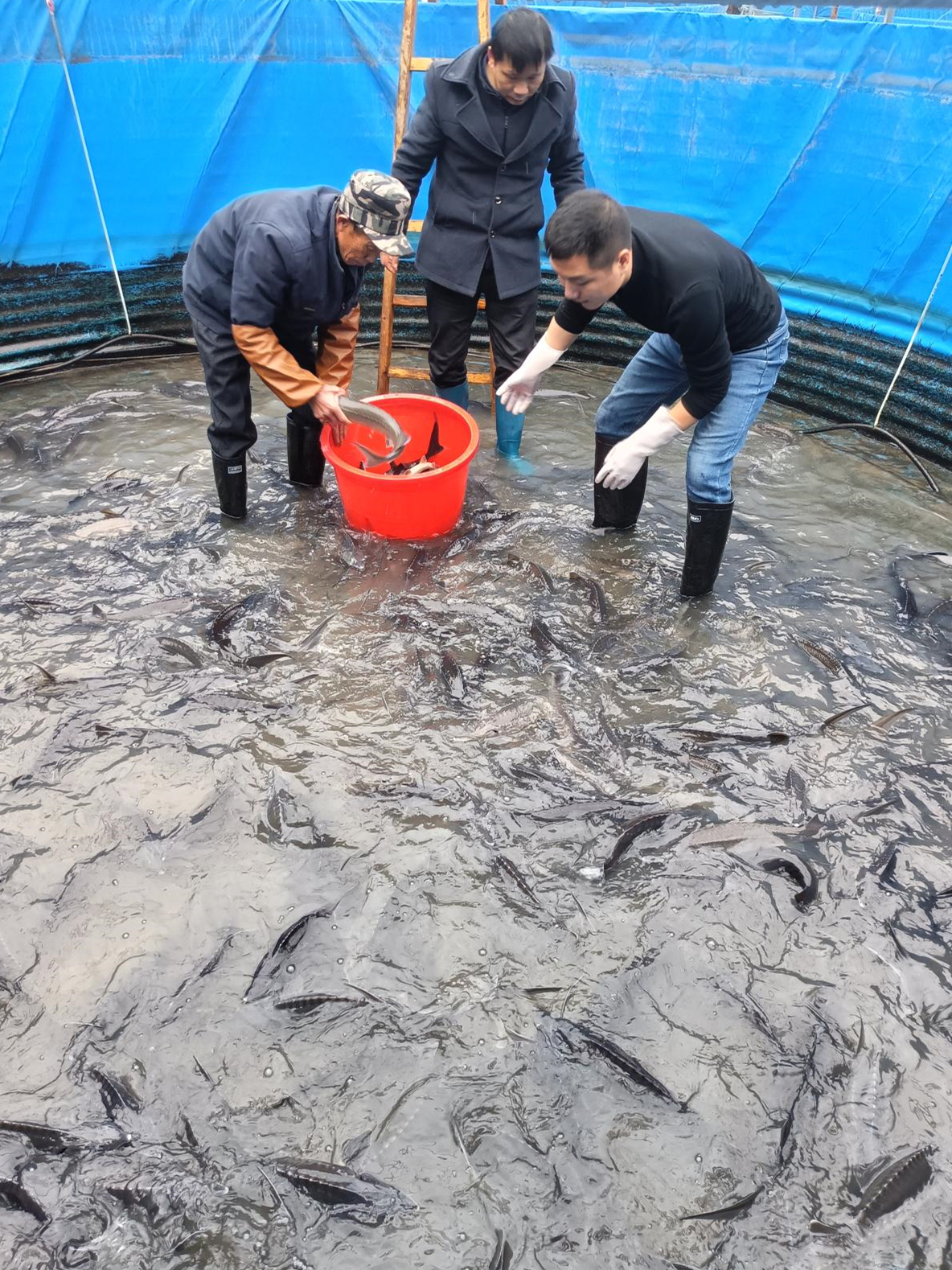 灌陽上甫村生態養魚喜獲豐收2.jpg